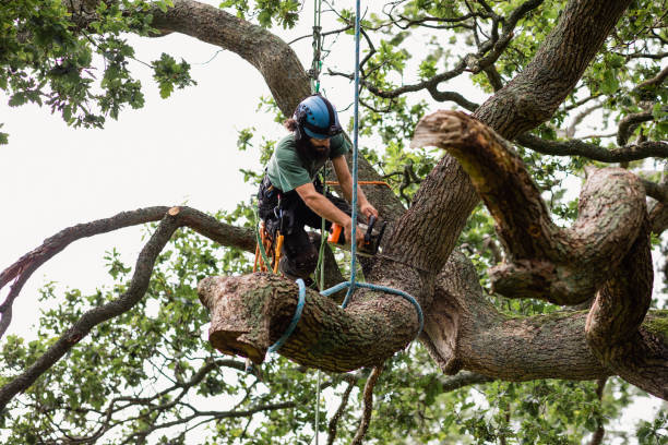 Best Palm Tree Trimming  in Grants Pass, OR