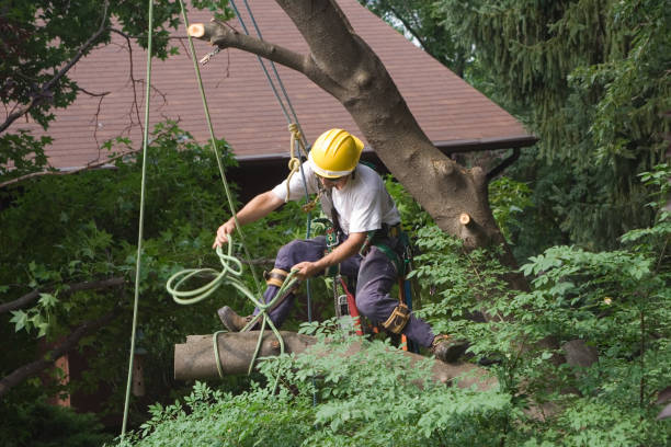 Best Storm Damage Tree Cleanup  in Grants Pass, OR