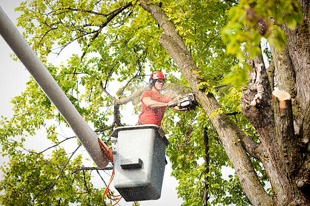 Best Tree Removal Service  in Grants Pass, OR