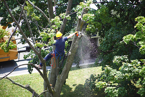 Best Leaf Removal  in Grants Pass, OR